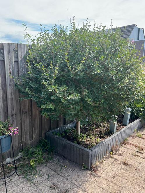 Seringenboom op stam, Tuin en Terras, Planten | Bomen, Bolboom, 100 tot 250 cm, Volle zon, Zomer, Ophalen