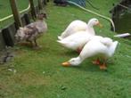 Pekingeend | Siereenden | Passend advies, Dieren en Toebehoren, Pluimvee, Meerdere dieren, Eend