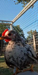 Serama krielkip  eigen fok. Handtam super lieve haantjes, Dieren en Toebehoren, Pluimvee, Mannelijk, Kip