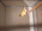 Sijzen, Dieren en Toebehoren, Vogels | Overige Vogels, Meerdere dieren, Wildzangvogel, Geringd