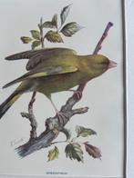 1901 - prent/gravure - Groenling - Greenfinch`, Ophalen of Verzenden
