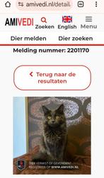 Vermist, Maine Coon omgeving Stompwijk, Dieren en Toebehoren, Poes, Gechipt, 0 tot 2 jaar
