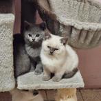 Britse korthaar kittens, Dieren en Toebehoren, Katten en Kittens | Raskatten | Korthaar, Meerdere dieren, Ontwormd, 0 tot 2 jaar