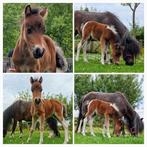 Land, weide weiland te huur gevraagd voor mini paardjes!, Dieren en Toebehoren, Stalling en Weidegang