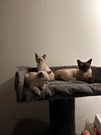 Siamees kittens, Dieren en Toebehoren, Katten en Kittens | Raskatten | Korthaar, Meerdere dieren, Ontwormd, 0 tot 2 jaar