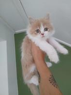 Noorseboskat/perziche kitten, Dieren en Toebehoren, Katten en Kittens | Raskatten | Langhaar, Kater, Ontwormd, 0 tot 2 jaar