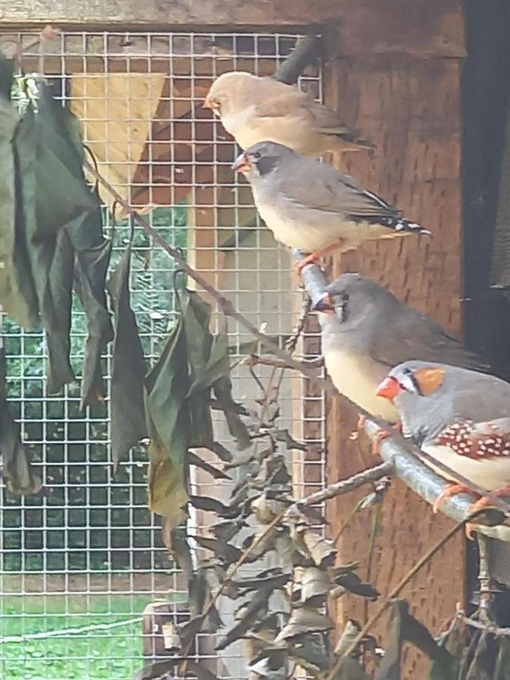 Zebravink, Dieren en Toebehoren, Vogels | Toebehoren, Kooi-accessoires, Ophalen
