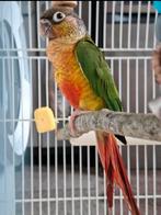Pyrrhura, Dieren en Toebehoren, Meerdere dieren, Parkiet, Tam