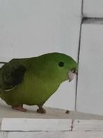 Catharina parkiet. GEVRAAGD!!!!!, Mannelijk, Dwergpapegaai of Agapornis