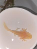 Axolotl's, Dieren en Toebehoren, Amfibie, 0 tot 2 jaar