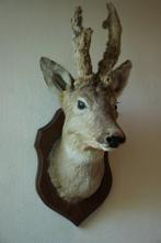 Taxidermie Opgezette Reeënkop met bastgewei, Verzamelen, Dierenverzamelingen, Ophalen of Verzenden, Gebruikt, Hert, Opgezet dier