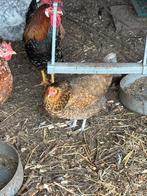 Kip te koop, Dieren en Toebehoren, Meerdere dieren, Kip