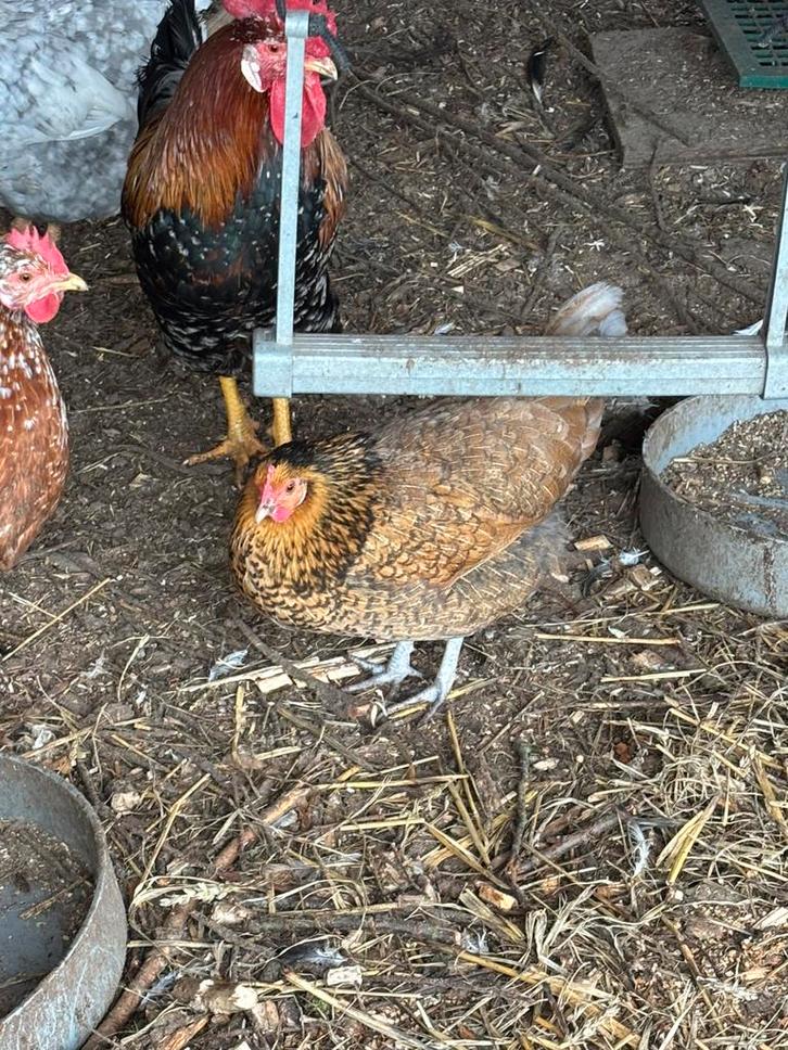 Kip te koop, Dieren en Toebehoren, Pluimvee, Kip, Meerdere dieren