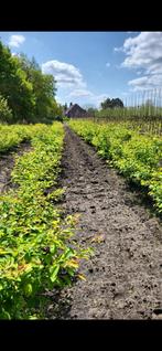 Amelanchier lamarckii meerstammig, Tuin en Terras, Ophalen, Volle zon, Overige soorten, 100 tot 250 cm