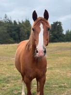 Zeer goed bewegende Alexandro P merrie, Dieren en Toebehoren, Merrie, Recreatiepaard