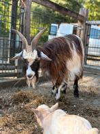 Landgeit te koop, Dieren en Toebehoren, Schapen, Geiten en Varkens, Vrouwelijk, Geit, 0 tot 2 jaar