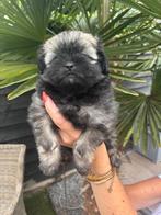 6 prachtige pups te koop, Dieren en Toebehoren, Honden | Chihuahua's en Gezelschapshonden, Overige rassen, 8 tot 15 weken, Rabiës (hondsdolheid)
