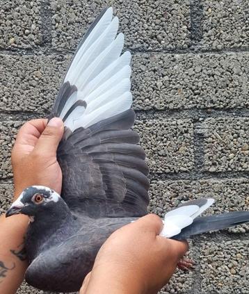Postduif kleinzoon "MAX" beschikbaar voor biedingen