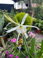 Hymenocallis ismene in pot, Ophalen, Voorjaar, Volle zon, Zaad