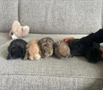 Prachtige, lieve konijnen, Dieren en Toebehoren, Konijnen, Meerdere dieren, Dwerg, Hangoor, 0 tot 2 jaar