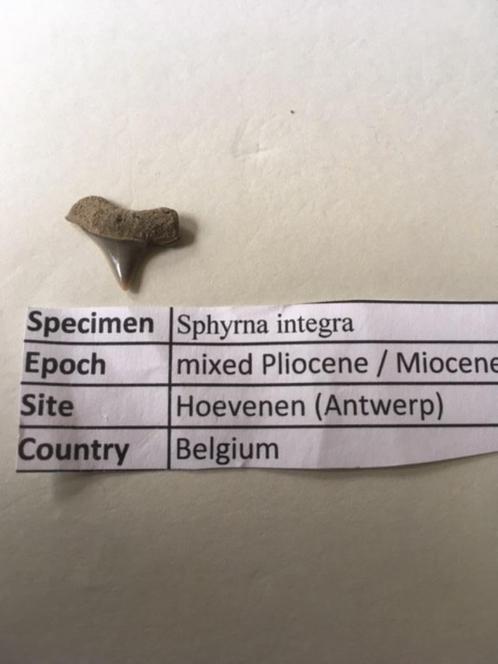 Fossiele haaientand uit Hoevenen: Sphyrna integra, Verzamelen, Mineralen en Fossielen, Fossiel, Ophalen of Verzenden