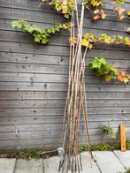 Bamboestokken voor tuin of planten, Ophalen, Gebruikt