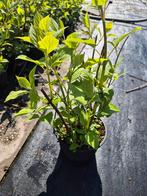Hydrangea Bubblegum €7.00, 100 tot 250 cm, Zomer, Palmboom, Ophalen