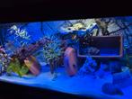 Aquarium 420 Liter, Dieren en Toebehoren, Vissen | Aquaria en Toebehoren, Ophalen of Verzenden, Gevuld zoetwateraquarium
