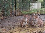 2 parma wallaby mannetjes, Dieren en Toebehoren, Overige Dieren, April, Mannelijk