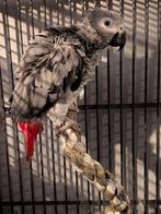 Grijze roodstaart te koop!, Dieren en Toebehoren, Vogels | Parkieten en Papegaaien, Vrouwelijk, Papegaai, Tam