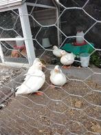 3 kwakerwoerdjes, Dieren en Toebehoren, Mannelijk, Eend