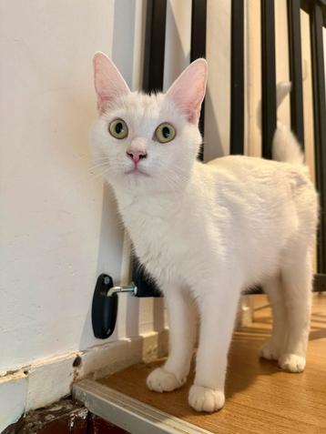 Kat aangeboden! beschikbaar voor biedingen