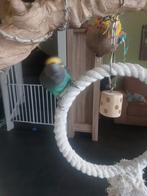 meyerpapagaai  met hoekkooi, Dieren en Toebehoren, Ophalen