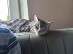 Gezocht: Dekkater voor Poes Zora., Dieren en Toebehoren, Katten en Kittens | Overige Katten, Poes