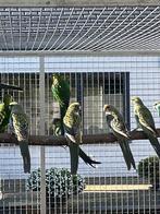 Strogele rosella, Mannelijk, Parkiet