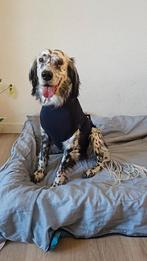 Medisch honden shirt voor hond van ong 25 kg. t, Ophalen of Verzenden, Hond