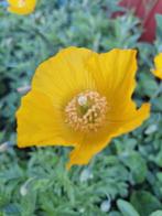 Schijnpapaver stekje - Papaver cambricum, Ophalen, Voorjaar, Halfschaduw, Zaad
