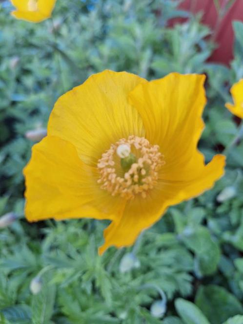Schijnpapaver stekje - Papaver cambricum, Tuin en Terras, Bloembollen en Zaden, Zaad, Voorjaar, Halfschaduw, Ophalen