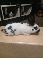 Lotharinger groot Ram, Mannelijk, Groot