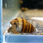 Gezocht- aquarium slakken., Dieren en Toebehoren, Slak of Weekdier, Zoetwatervis