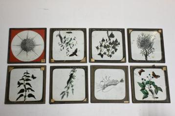 toverlantaarn slides ca 1900 natuur biologie  beschikbaar voor biedingen