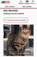 Vermist omgeving Delfzijl, Dieren en Toebehoren, Kat