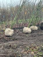 XXL stuiken en bomen, Ophalen, Volle zon, Overige soorten, 250 tot 400 cm