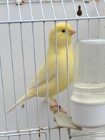 Mooie ivoor schimmel man van 2025, Dieren en Toebehoren, Vogels | Kanaries, Mannelijk, Kleurkanarie