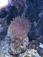 Ricordea yuma Oor koraal, Overige typen