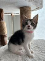 Mainecoon x kittens mogen het nest verlaten!, Dieren en Toebehoren, Meerdere dieren