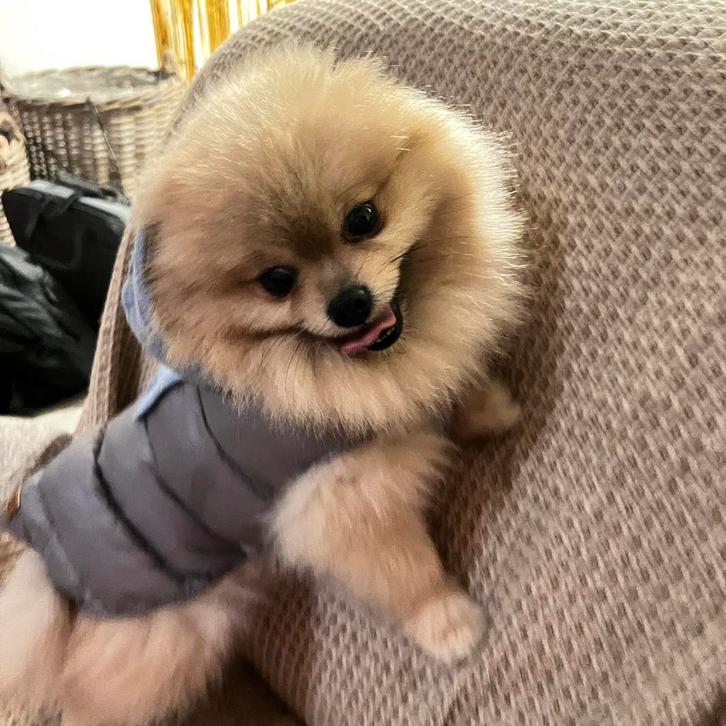 Mini pomeriaan, Dieren en Toebehoren, Honden | Poolhonden, Keeshonden en Oertypen, Reu, Overige rassen, Particulier, Eén hond