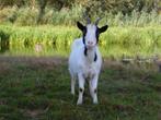 Dekbok dwerggeit | Bokken in verschillende kleuren, Dieren en Toebehoren, Schapen, Geiten en Varkens, Vrouwelijk, Geit, 0 tot 2 jaar