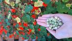 oost-indische tuinkers zaden, Overige soorten, Volle zon, Eenjarig, Ophalen of Verzenden