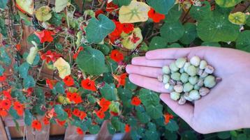 oost-indische tuinkers zaden beschikbaar voor biedingen